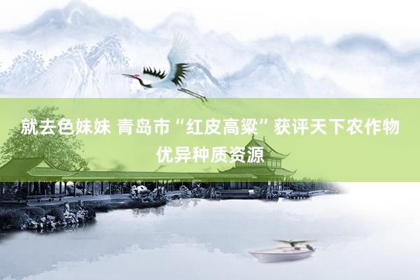 就去色妹妹 青岛市“红皮高粱”获评天下农作物优异种质资源