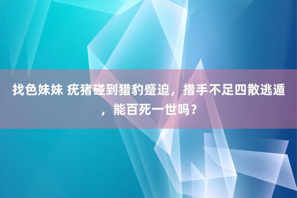 找色妹妹 疣猪碰到猎豹蹙迫，措手不足四散逃遁，能百死一世吗？